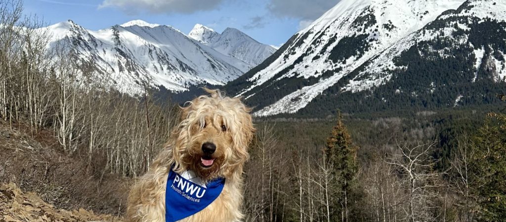 Dog wearing PNWU bandana with mountains in background